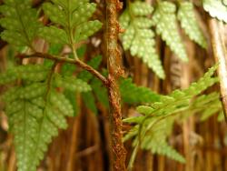 Rumohra adiantiformis. Abundant, narrowly ovate, chestnut-brown scales at stipe/rachis junction.
 Image: L.R. Perrie © Te Papa CC BY-NC 3.0 NZ
